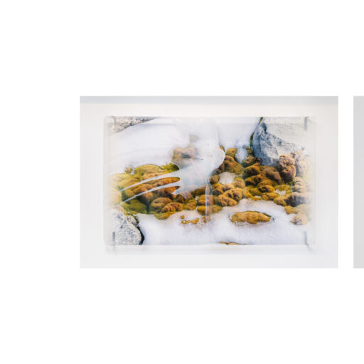 Janet Laurence Awarded Australia’s Highest-Valued Art Prize for Women
